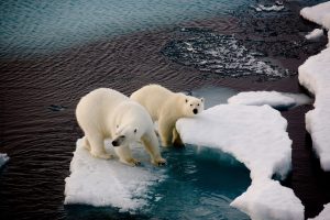 Scopri di più sull'articolo Oggi è la giornata dell’orso polare: le 3 cose di cui avrebbe bisogno per non estinguersi