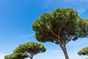 Scopri di più sull'articolo Abbattuti i pini di viale Mediterraneo a Tarquinia Lido: uno storico viale alberato diventa un deserto