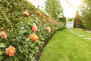Scopri di più sull'articolo I segreti per coltivare il roseto in giardino o in vaso: potatura, riproduzione e cura