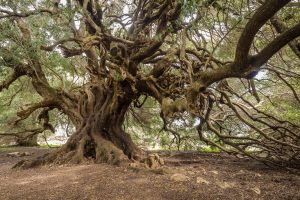 Scopri di più sull'articolo L’ulivo millenario di Luras, in Sardegna, candidato ad Albero d’Europa: perché è imperativo proteggere queste piante così antiche