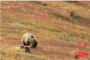 Scopri di più sull'articolo Trentino: via libera all’abbattimento di 8 orsi e a togliere i lupi dalle specie protette