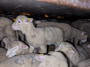 Scopri di più sull'articolo Gli agnelli che mangeremo a Pasqua arrivano dall’Est Europa in condizioni crudeli: i camion sono carichi di animali ammassati