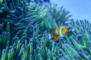 Scopri di più sull'articolo Nuove speranze per i coralli dei nostri oceani: le barriere artificiali stanno ripopolando gli ecosistemi