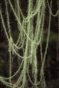 Scopri di più sull'articolo Cos’è l’Usnea longissima: il lichene che somiglia alle liane
