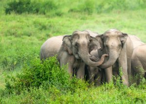 Scopri di più sull'articolo Una vittoria per gli elefanti: la Corte Suprema del Bangladesh ne vieta cattura e sfruttamento