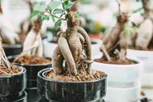 Scopri di più sull'articolo Come prendersi cura del Ficus ginseng, la pianta portafortuna per avvicinarsi al mondo dei bonsai