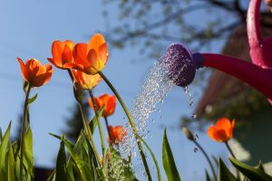 Scopri di più sull'articolo Come far durare la fioritura dei tulipani più a lungo