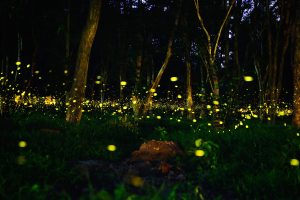 Scopri di più sull'articolo Lucciole artificiali sostenibili illuminano il cielo di Pesaro, la Capitale Italiana della Cultura 2024