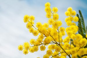 Scopri di più sull'articolo Perché si regalano le mimose l’8 marzo? Curiosità e significato del simbolo della festa della donna.