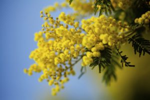 Scopri di più sull'articolo Come conservare le mimose dopo l’8 marzo: tutti i segreti per far durare più a lungo i rametti recisi