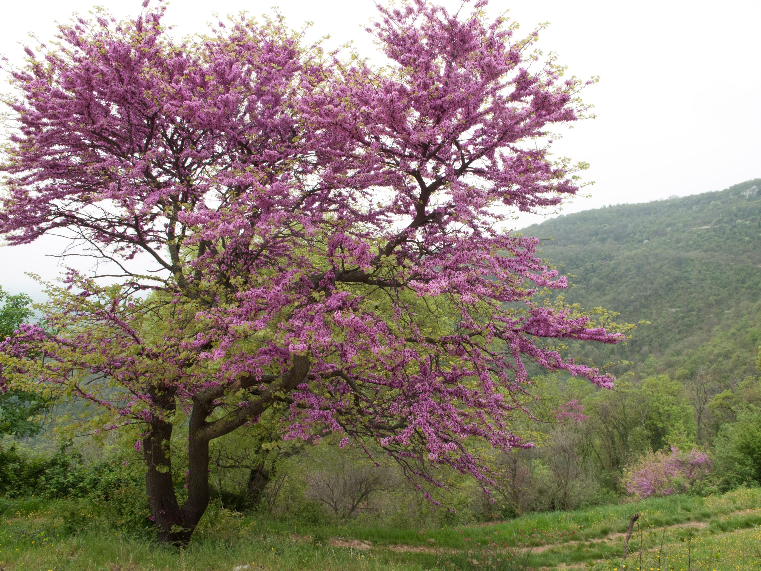 Scopri di più sull'articolo Come coltivare l’albero di Giuda: la pianta ornamentale che assorbe lo smog delle città