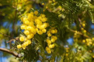 Scopri di più sull'articolo Come coltivare la mimosa in giardino: caratteristiche, cura e potatura