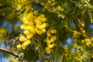 Scopri di più sull'articolo Dove si buttano le mimose della Festa della Donna?