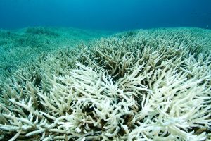 Scopri di più sull'articolo SOS barriera corallina: nuovo evento di sbiancamento. La lotta contro il tempo (e il climate change) non è mai stata così urgente