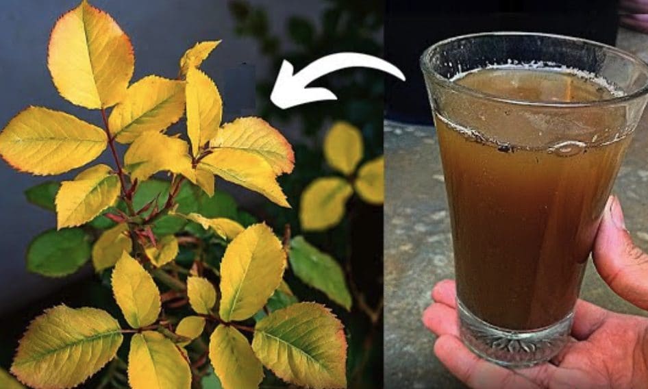Scopri di più sull'articolo Come prendersi cura delle piante in vaso con 13 consigli preziosi