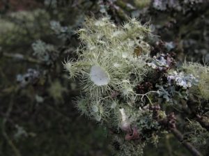 Scopri di più sull'articolo Usnea florida: il lichene commestibile che è anche un medicinale