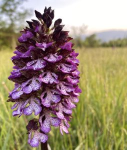 Scopri di più sull'articolo Orchis purpurea: come coltivare l’orchidea selvatica dai fiori enormi