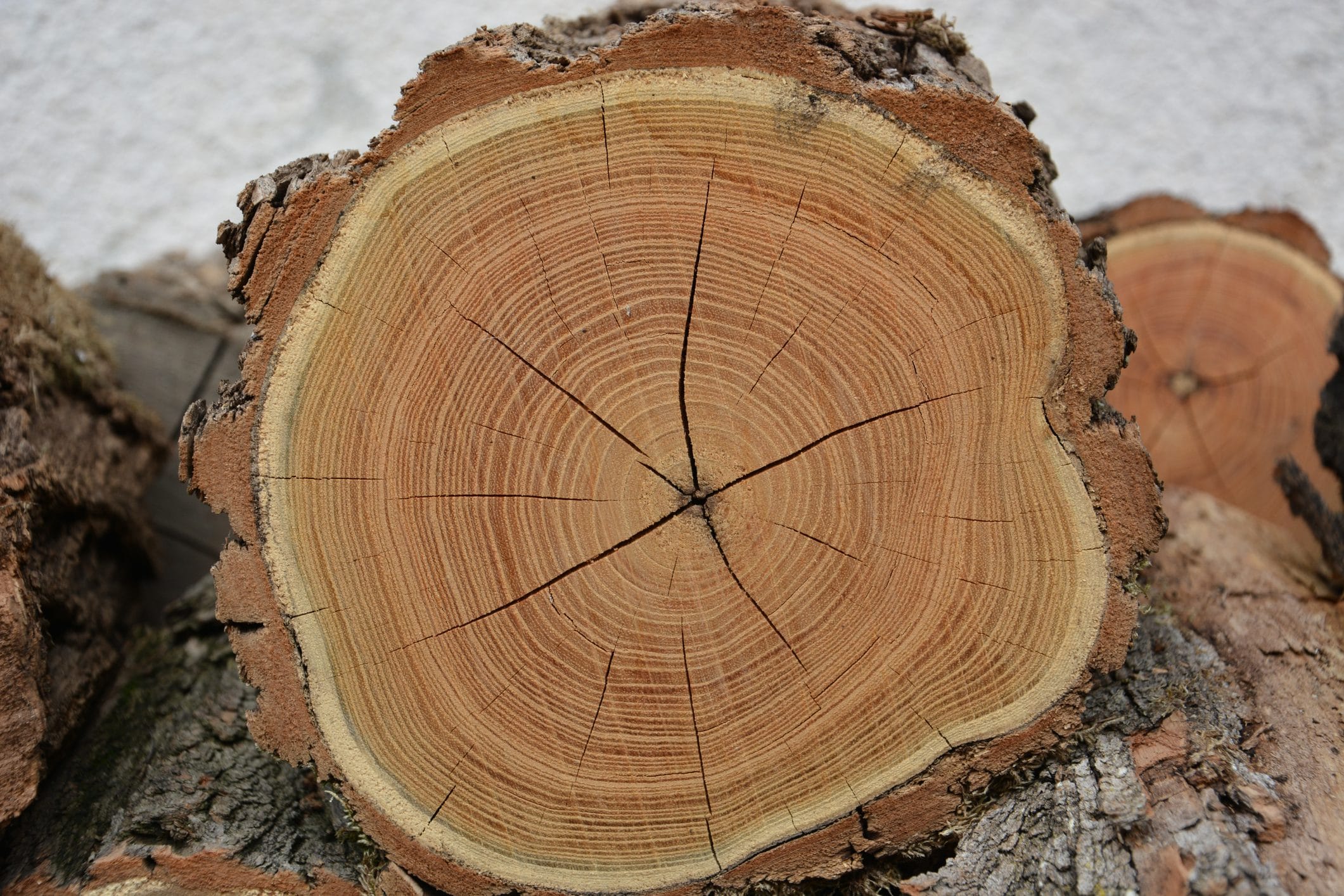 Scopri di più sull'articolo Quando un albero si può definire fossile vivente e perché si chiama cosi