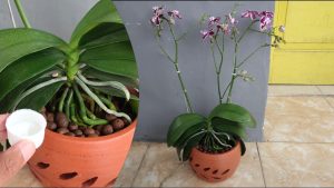 Scopri di più sull'articolo Rinvaso di un’orchidea: come farlo correttamente e quando farlo