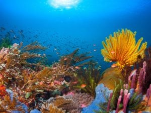 Scopri di più sull'articolo Ripopolare i fondali con nuove barriere coralline grazie al suono del mare: la scienza dice che è possibile