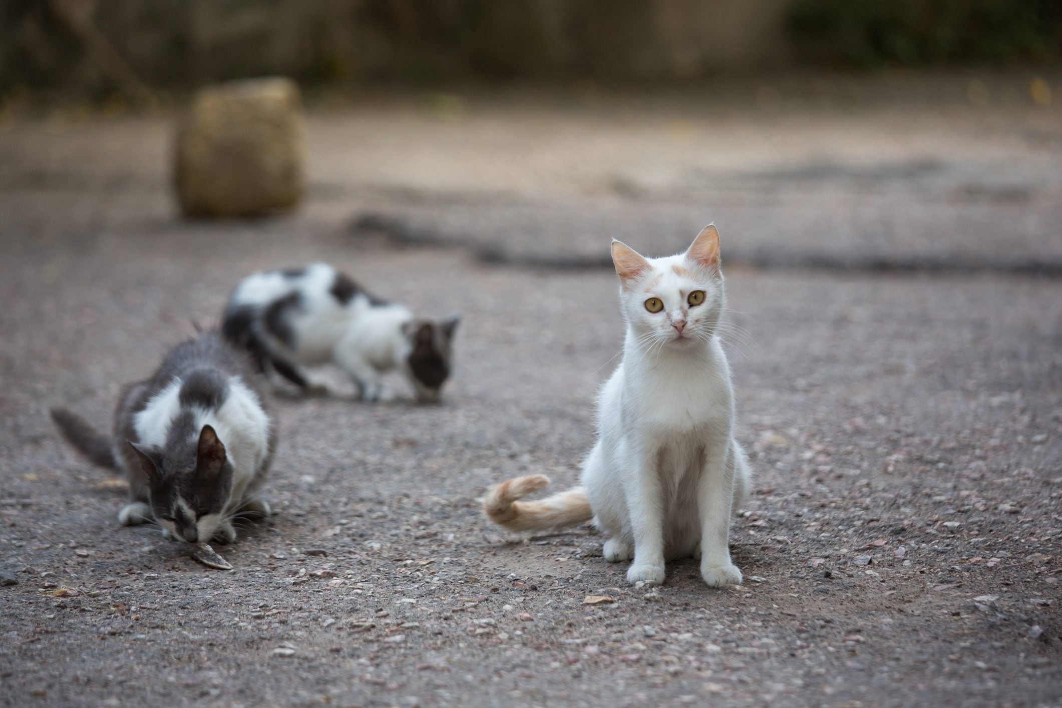 Scopri di più sull'articolo Che legame c’è tra i gatti, la primavera e il cambiamento climatico?