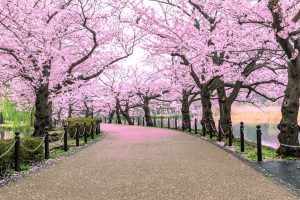 Scopri di più sull'articolo In Giappone i ciliegi fioriscono sempre più in anticipo: colpa del riscaldamento globale