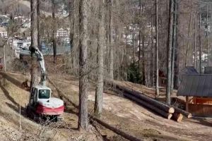 Scopri di più sull'articolo I larici della pista da Bob a Cortina saranno ripiantati?