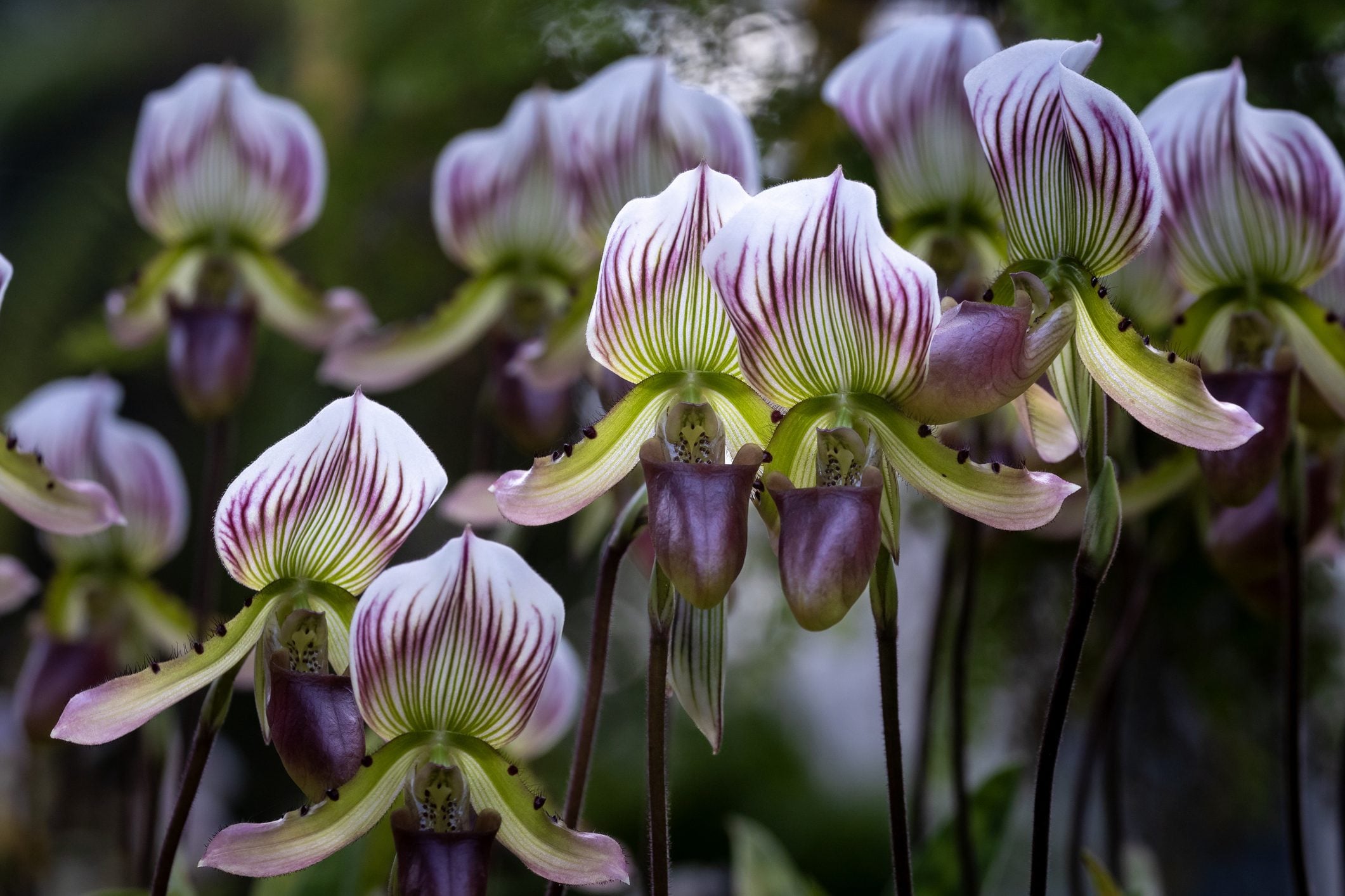 Scopri di più sull'articolo I 5 fiori più rari del mondo: quali sono e dove vederli