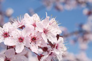 Scopri di più sull'articolo Fioritura dei ciliegi in Italia nella primavera 2024: dove vederla e fino a quando dura