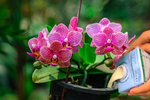 Scopri di più sull'articolo Come prendersi cura dell’orchidea Phalaenopsis e come farla prosperare