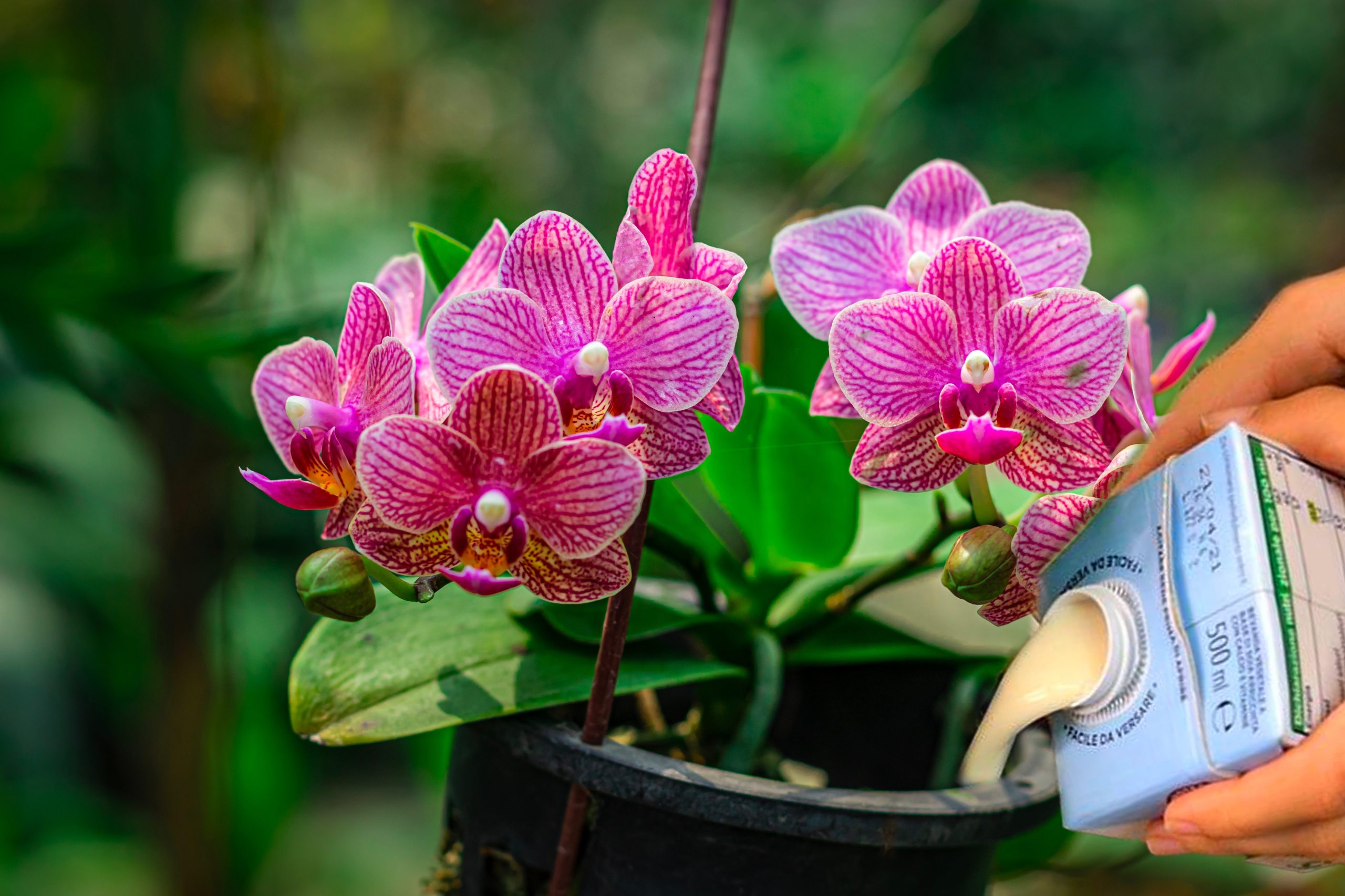 Scopri di più sull'articolo Come prendersi cura dell’orchidea Phalaenopsis e come farla prosperare