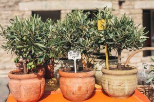 Scopri di più sull'articolo Come decorare un albero d’ulivo per Pasqua: un’idea semplice e d’effetto