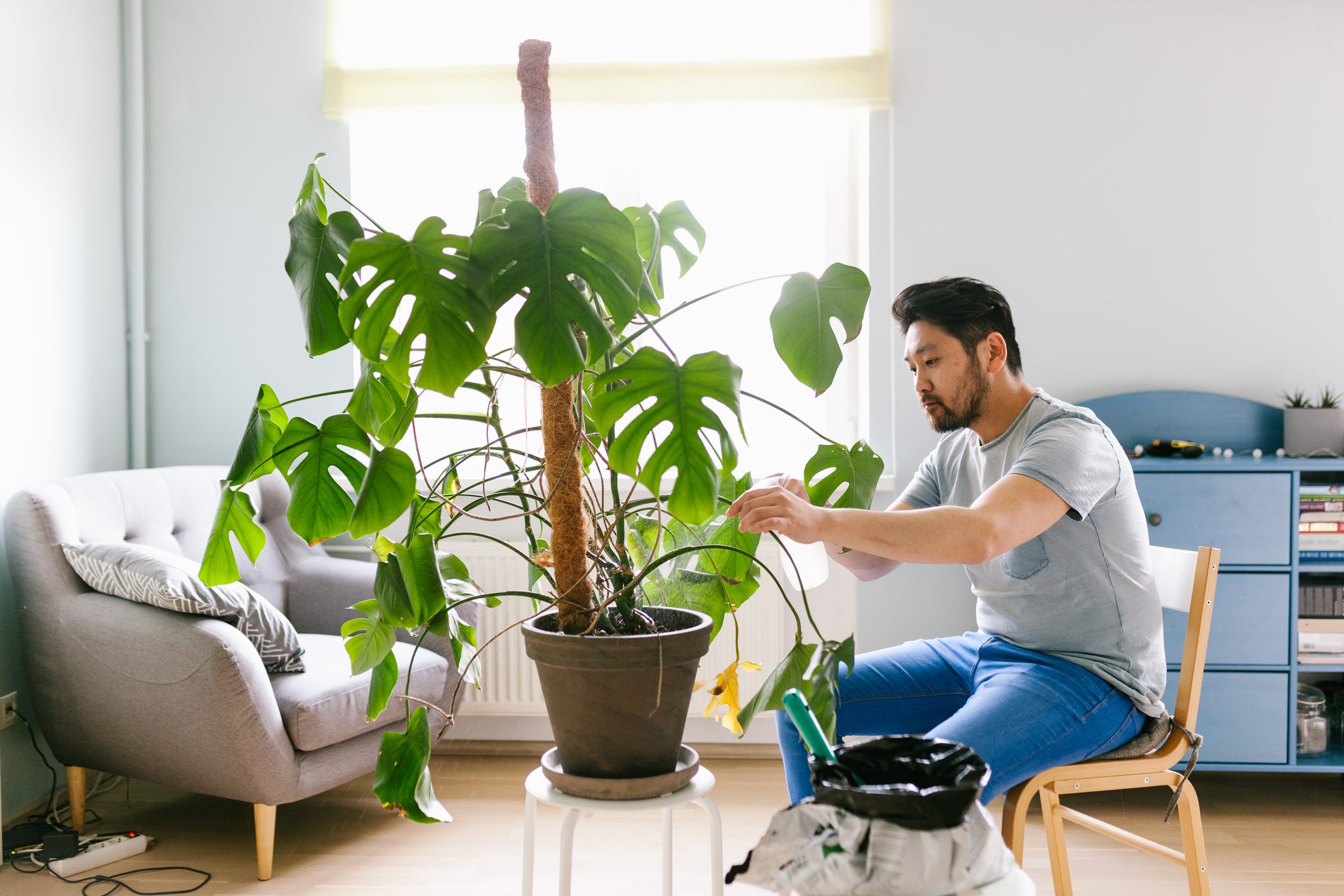 Scopri di più sull'articolo Come si usa il supporto per la monstera, per farla crescere in altezza rigogliosa e sana