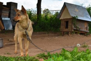 Scopri di più sull'articolo Addio cani alla catena in Toscana: la giunta regionale ha approvato il divieto definitivo