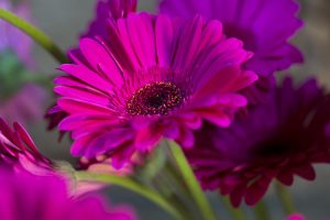 Scopri di più sull'articolo Come rinvasare la gerbera a marzo: il metodo di potatura, la scelta del vaso e del terreno