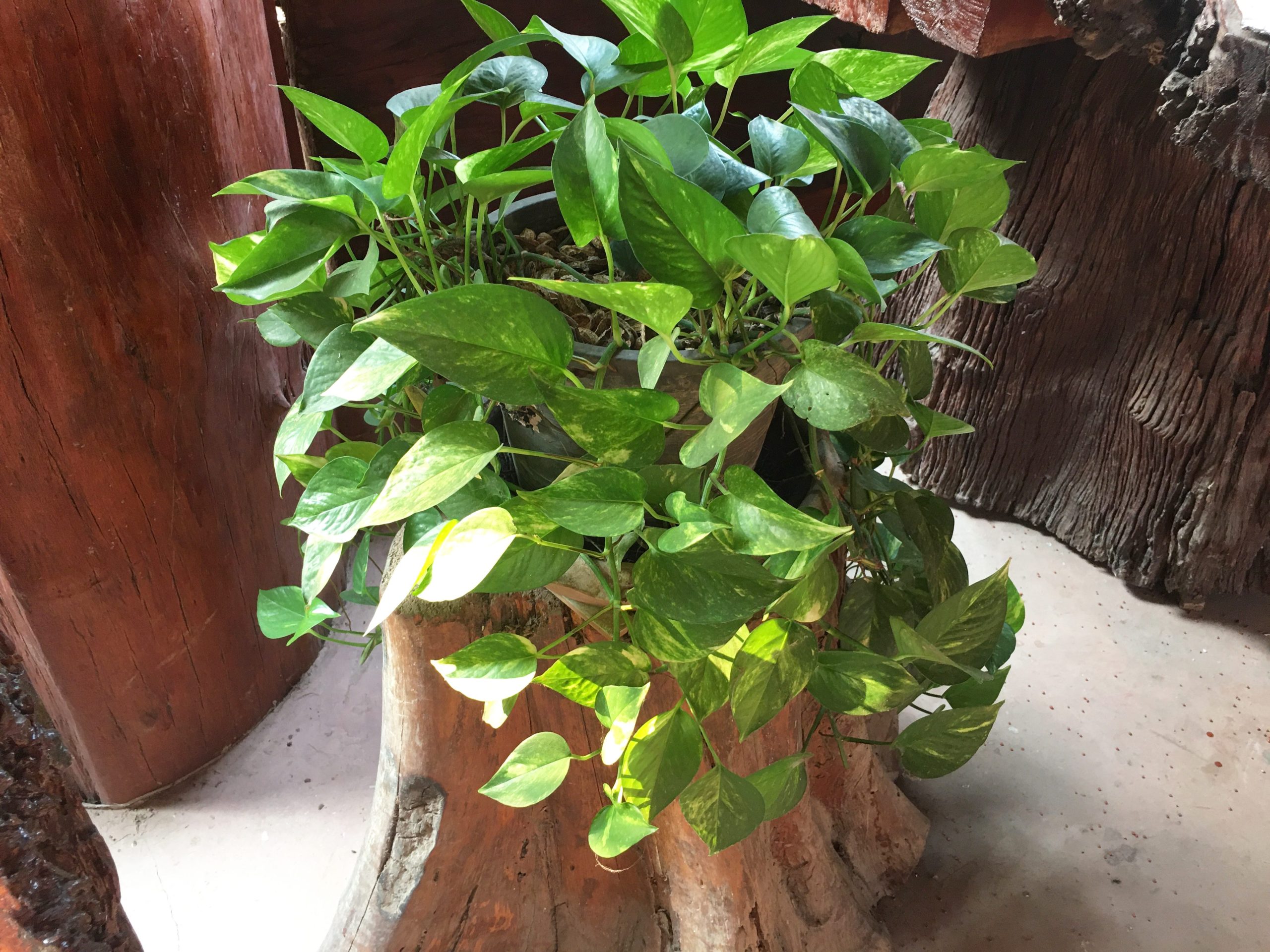 Scopri di più sull'articolo Come creare un sostegno per il pothos rampicante