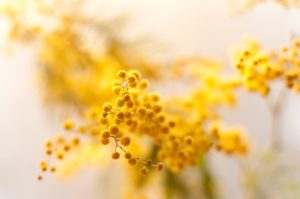 Scopri di più sull'articolo La mimosa non è solo gialla: tutti i colori del fiore simbolo della Festa della Donna