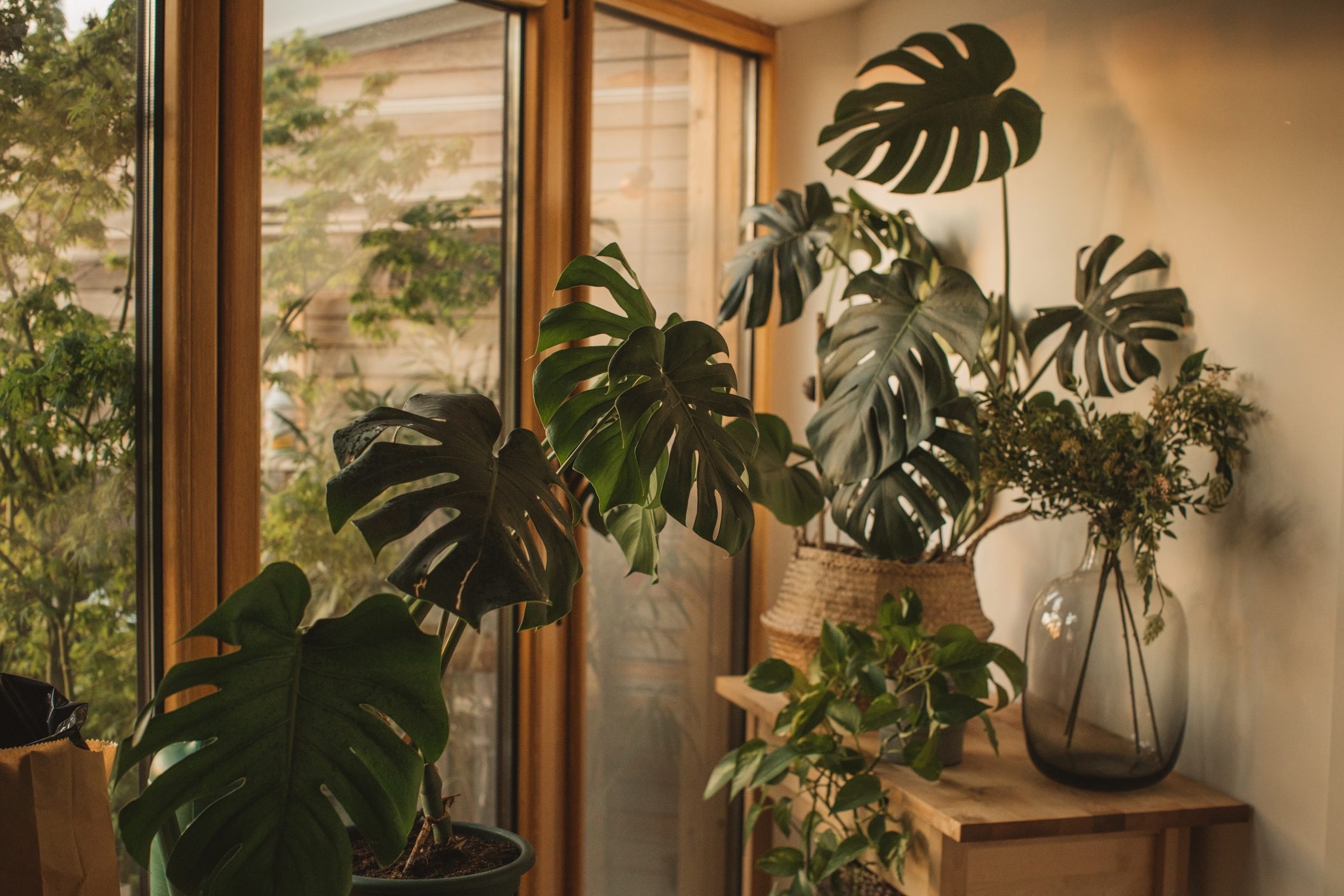 Scopri di più sull'articolo Come non fare morire la monstera: falla crescere rigogliosa seguendo queste regole