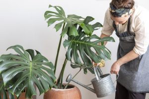 Scopri di più sull'articolo Come si propaga la monstera deliciosa, il filodendro con grandi foglie forate