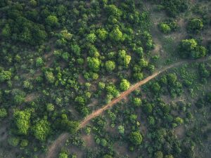 Scopri di più sull'articolo Dalla Muraglia Verde al progetto Trees, l’Africa punta a diventare il Continente più green al mondo: come cambierebbe il clima?