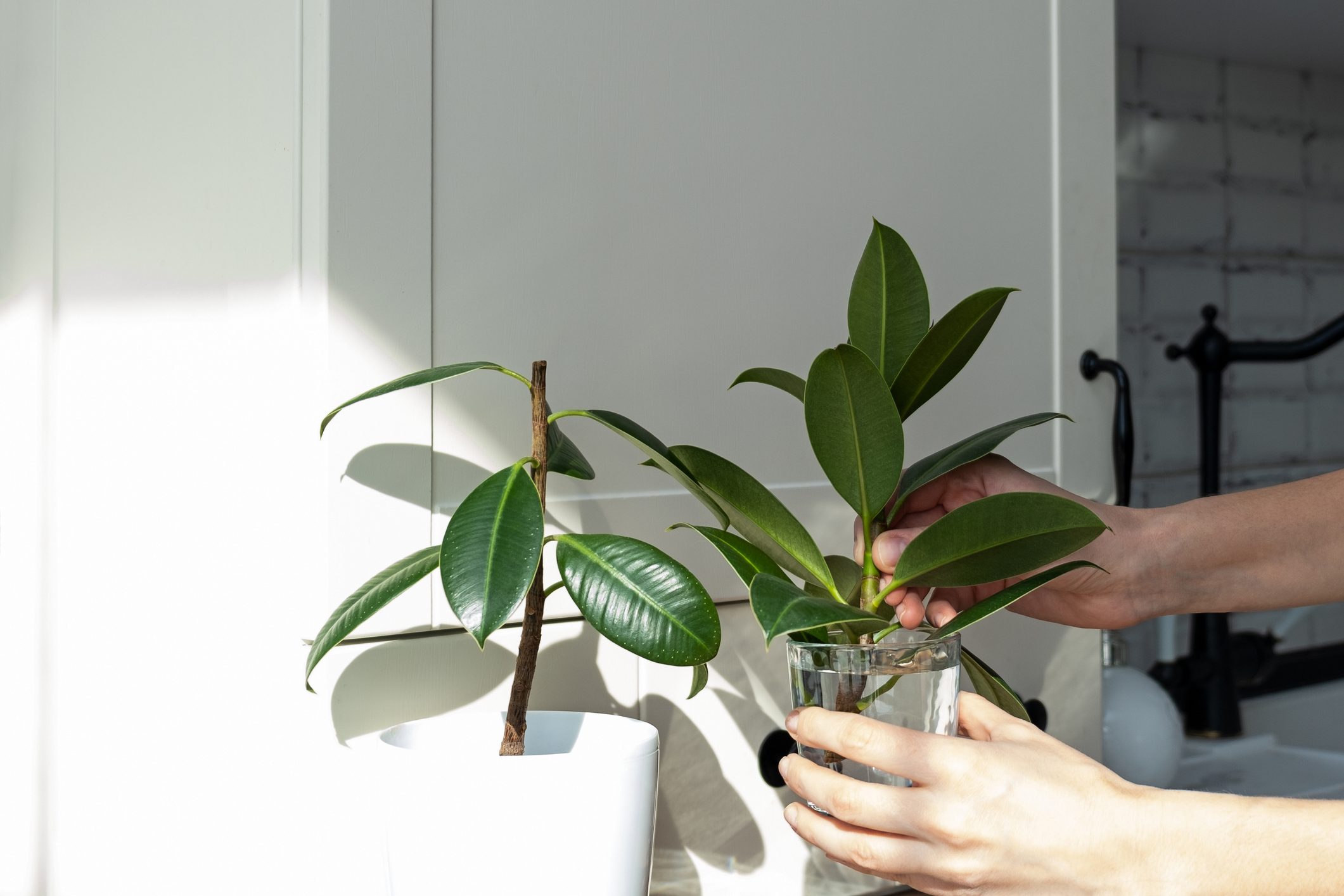 Scopri di più sull'articolo Come propagare il ficus elastica: due metodi efficaci per ottenere più piantine