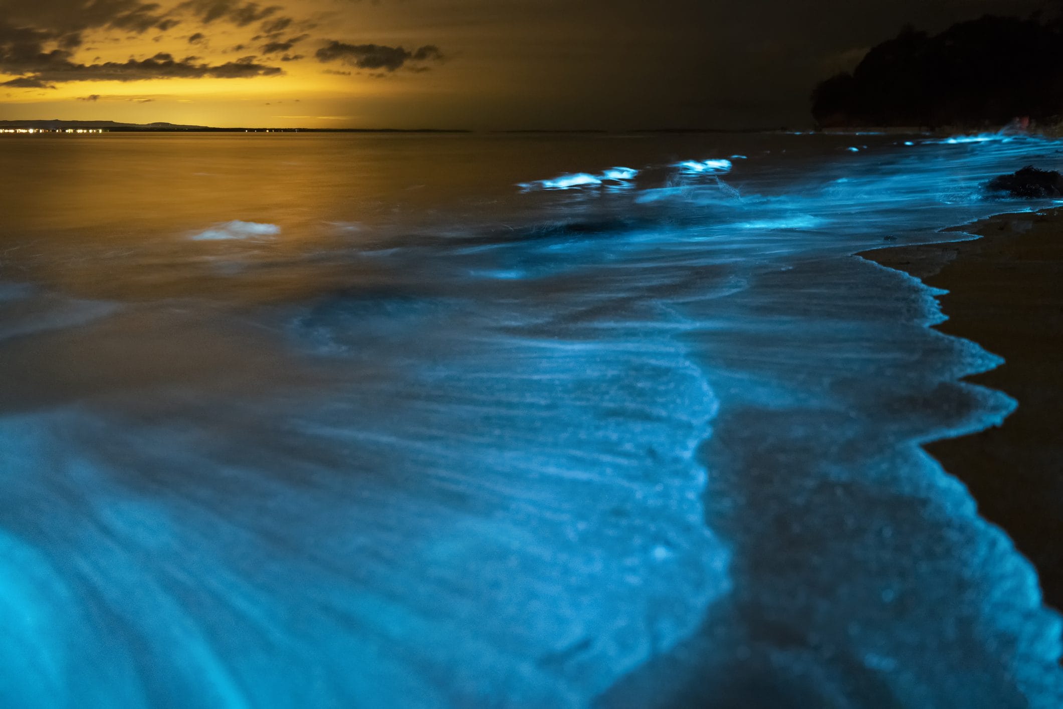 Scopri di più sull'articolo L’uomo sta provando a sostituire l’illuminazione urbana con la bioluminescenza: dove puoi vedere questo fenomeno in Italia