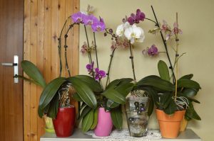 Scopri di più sull'articolo Concime per orchidee: come farle rifiorire con il caffè