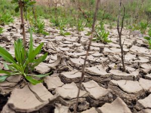 Scopri di più sull'articolo Quali sono le cause delle siccità in Italia: come mai rischia di rimanere senz’acqua il terzo paese europeo per risorse idriche