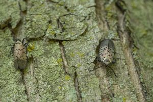 Scopri di più sull'articolo Le piante ornamentali sono il primo veicolo di specie aliene in Italia, meglio quelle autoctone: 5 varietà da coltivare su balcone e giardino