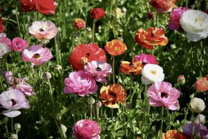 Scopri di più sull'articolo Quali fiori piantare a marzo: la semina che ti prepara alla primavera