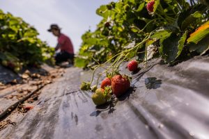 Scopri di più sull'articolo Quali sono i cibi con più pesticidi: la classifica aggiornata al 2024 su frutta e verdura contaminata