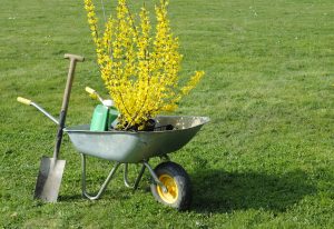 Scopri di più sull'articolo Come moltiplicare la Forsizia per talea: ecco come farla durare più a lungo