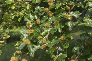 Scopri di più sull'articolo Ogni quanto fiorisce l’albero della pagoda e quanto durano i suoi fiori