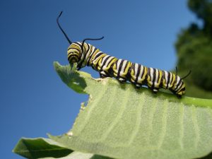 Scopri di più sull'articolo Come eliminare i bruchi dalle piante con rimedi naturali (provando a non fargli del male)